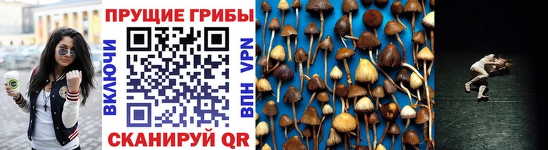 Псилоцибиновые грибы Magic Shrooms  Саров 